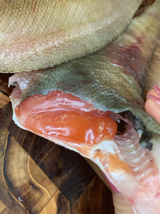 자연산 반건조가자미 참가자미 알가자미 반건조 생선 무염 1kg 