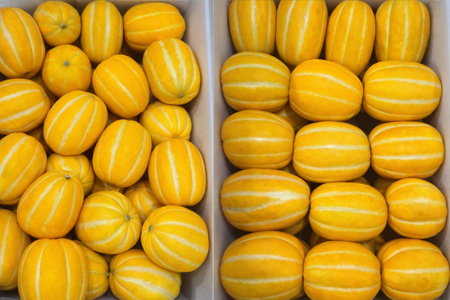 [숙희장터] 성주참외 고당도 프리미엄 정품 로얄과 2/3/5kg